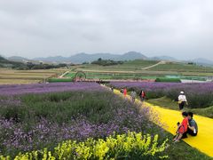 -光明小镇欢乐田园