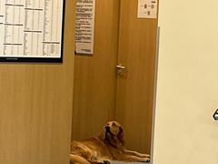 -萌兽医馆·犬猫专科·眼科中心·宠物医院(朝阳门分院)