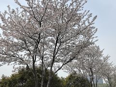 -贡湖湾湿地公园