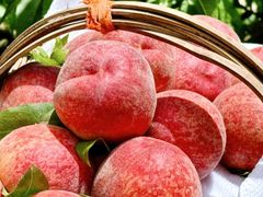 -老袁家蜜桃农场·阳山水蜜桃