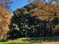 -上海共青森林公园