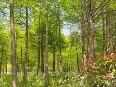 -上海海湾国家森林公园