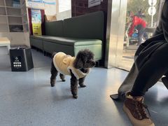 -顺强宠物诊所·狂犬免疫·夜诊·骨科(嘉定店)