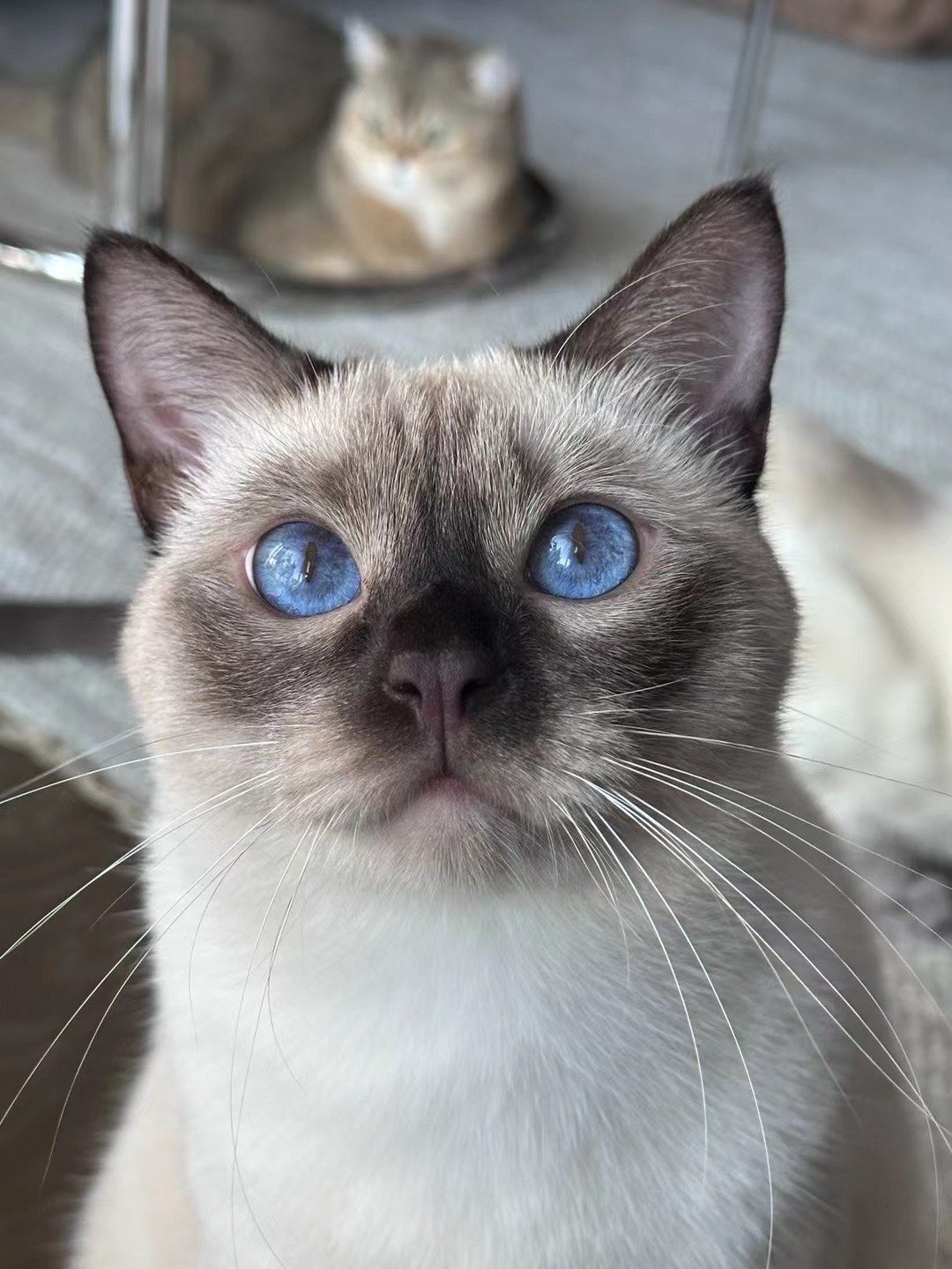 蓝眼睛猫猫好可爱