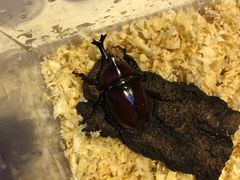 -上海大自然野生昆虫馆(东方明珠·爬宠昆虫探索中心)