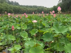 -东郊湿地公园