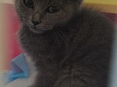 -嘉馨宠物医院·CT影像转诊·心脏科·犬猫全科诊疗中心(下沙大学城院区)