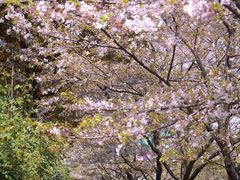 -高东镇樱花园