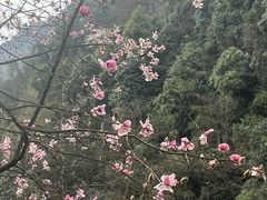 -九皇山景区