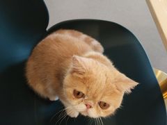 -飞行喵MR PILOT|猫舍·猫咖(静安大融城店)