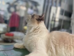 -喵喵咪呀布偶猫咖(春熙路店)
