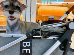 -宠爱国际动物医院· 猫科· 外科·中兽医(长白店)