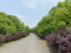 -上海海湾国家森林公园