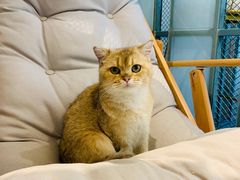 -喵屿·大理花园猫咖