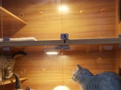 -喵百万·布偶·蓝金金渐层英短·猫舍(百子湾店)
