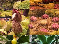 -中国科学院西双版纳热带植物园