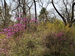 -黑龙江省森林植物园