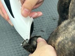 -萌宠之家·腊肠犬·马尔泰·小体犬舍