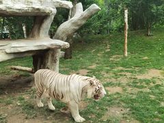 -北京野生动物园