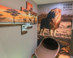 -卡通尼·Safari非洲探索乐园·生日会(金桥国际商业广场店)