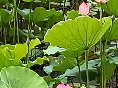 -荔湾湖公园