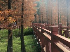 -广州市石门国家森林公园