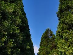 -武陵山森林公园