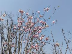 -昆山城市生态森林公园