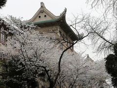 -武汉大学-樱园