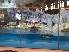 -帝企鹅自助餐厅•儿童岛•真企鹅(长隆企鹅酒店)