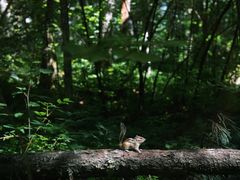 -五营红松林海景区