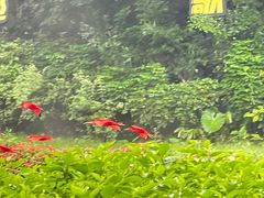 -广州长隆飞鸟乐园