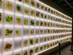 -广东中医药博物馆