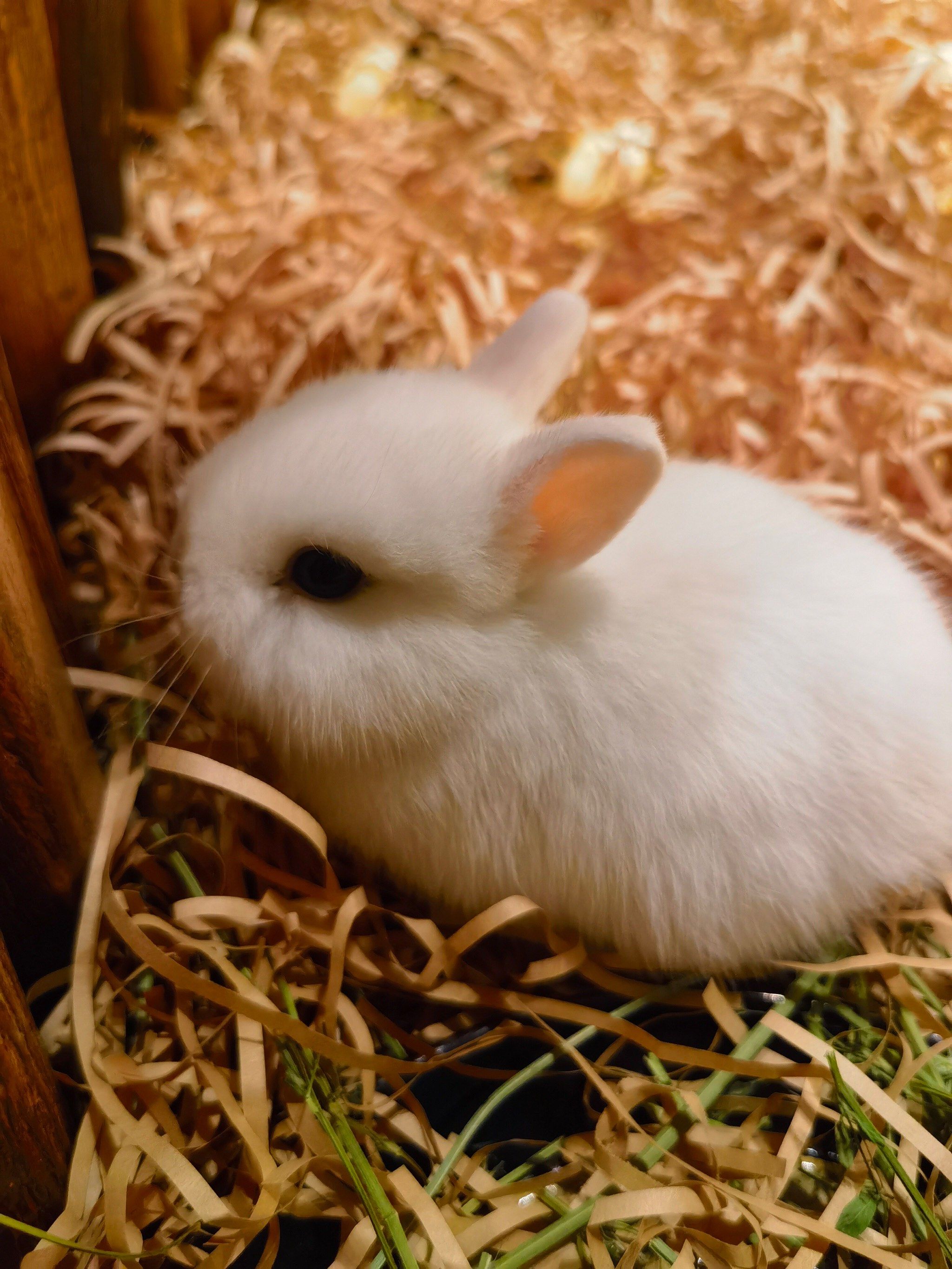 心一拍的小动物-中秋遇到的小兔子92