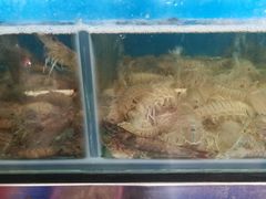 -芽庄老成都川菜馆