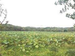 -盘龙城国家考古遗址公园