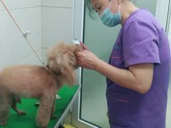 -北京观赏动物医院·24小时大型综合·猫专科·异宠专科
