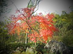 -苏州环秀晓筑养生度假村