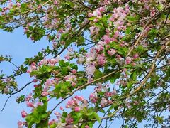 -海棠花溪(元大都城垣遗址公园)