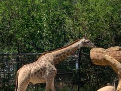 -大连森林动物园