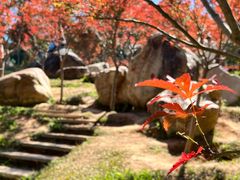 -广州市帽峰山景区