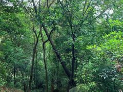 -火炉山森林公园