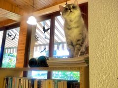 靠窗位-隅cafe(傅厚岗店)