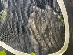 -瑞派福兴宠物医院犬猫全科·骨科·中西医结合(河东店)