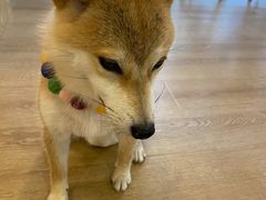 -南京Hallo宠物乐园·哈罗犬舍·柴犬繁育基地