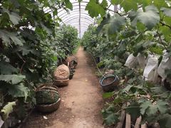 -马陆小张葡萄园农家乐