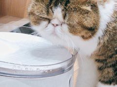 -瞄一喵猫咖(格力海岸店)