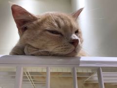 -藏猫猫咖啡主题馆(中央大道店)