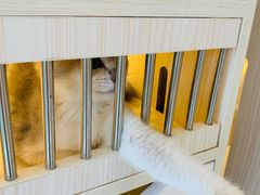-柚子猫舍·精品猫舍购猫·猫咪认养·购宠·宠物店