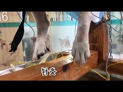 -谐和贝康宠物医院24小时·宠保定点(急重症转诊中心)